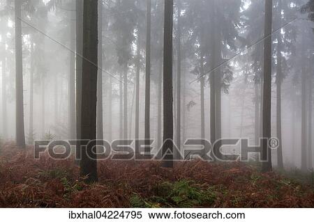 Trees in the forest, in the fog, autumn forest, Baden-Wurttemberg, Germany, Europe View Large Photo Image Stock Photography - Trees in the forest, in the fog, autumn forest, Baden-Wurttemberg, Germany, Europe. Fotosearch