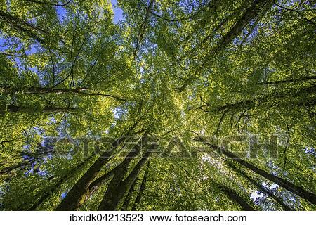 Stock Image - Treetops from below, with blue sky, deciduous forest, Switzerland, Europe. Fotosearch