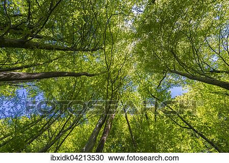 Treetops from below, with blue sky, deciduous forest, Switzerland, Europe View Large Photo Image Stock Image - Treetops from below, with blue sky, deciduous forest, Switzerland, Europe. Fotosearch