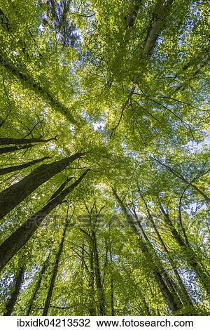 Treetops from below, with blue sky, deciduous forest, Switzerland, Europe View Large Photo Image Stock Image - Treetops from below, with blue sky, deciduous forest, Switzerland, Europe. Fotosearch