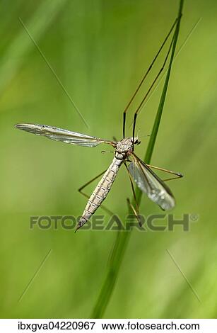 Stock Photo - True cranefly (Tipula paludosa), male, Switzerland, Europe. Fotosearch