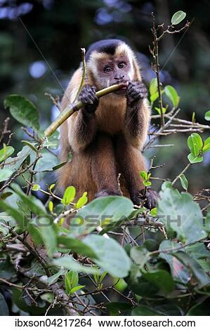 Picture - Tufted capuchin (Cebus apella), adult monkey in a tree, foraging, Pantanal, Mato Grosso, Brazil, South America. Fotosearch