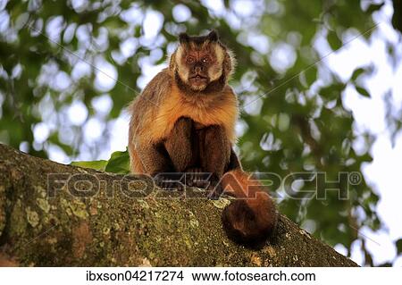 Picture - Tufted capuchin (Cebus apella), adult monkey in a tree, Pantanal, Mato Grosso, Brazil, South America. Fotosearch