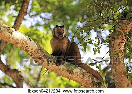 Picture - Tufted capuchin (Cebus apella), adult monkey in a tree, Pantanal, Mato Grosso, Brazil, South America. Fotosearch