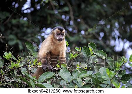 Stock Image - Tufted capuchin (Cebus apella), adult monkey in a tree, Pantanal, Mato Grosso, Brazil, South America. Fotosearch