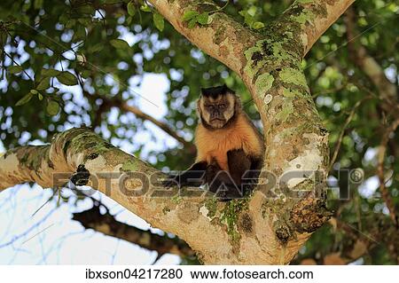 Stock Image - Tufted capuchin (Cebus apella), adult monkey in a tree, Pantanal, Mato Grosso, Brazil, South America. Fotosearch