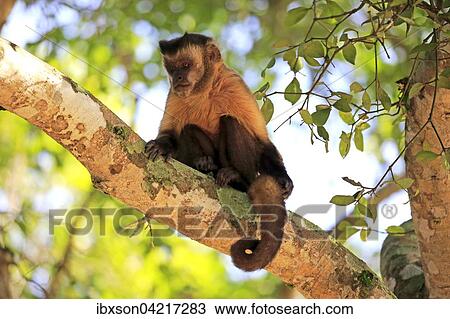 Stock Image - Tufted capuchin (Cebus apella), adult monkey in a tree, Pantanal, Mato Grosso, Brazil, South America. Fotosearch