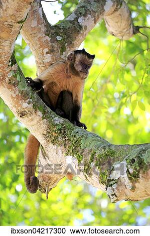 Stock Image - Tufted capuchin (Cebus apella), adult monkey in a tree, Pantanal, Mato Grosso, Brazil, South America. Fotosearch