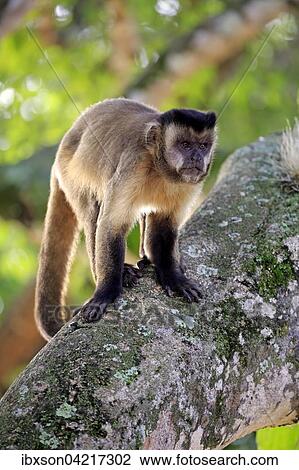 Stock Image - Tufted capuchin (Cebus apella), adult monkey in a tree, Pantanal, Mato Grosso, Brazil, South America. Fotosearch