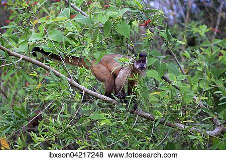 Stock Photo - Tufted capuchin (Cebus apella), adult monkey in a tree, Pantanal, Mato Grosso, Brazil, South America. Fotosearch