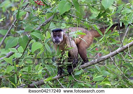 Stock Photo - Tufted capuchin (Cebus apella), adult monkey in a tree, Pantanal, Mato Grosso, Brazil, South America. Fotosearch