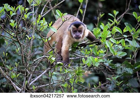Stock Photo - Tufted capuchin (Cebus apella), adult monkey in a tree, Pantanal, Mato Grosso, Brazil, South America. Fotosearch