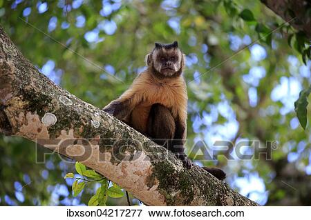 Stock Photo - Tufted capuchin (Cebus apella), adult monkey in a tree, Pantanal, Mato Grosso, Brazil, South America. Fotosearch