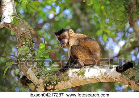 Stock Photo - Tufted capuchin (Cebus apella), adult monkey in a tree, Pantanal, Mato Grosso, Brazil, South America. Fotosearch