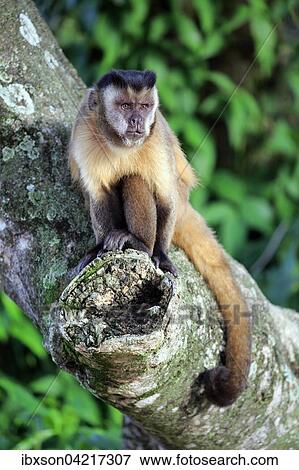 Stock Photo - Tufted capuchin (Cebus apella), adult monkey in a tree, Pantanal, Mato Grosso, Brazil, South America. Fotosearch
