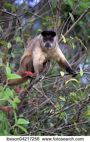 Stock Photograph - Tufted capuchin (Cebus apella), adult monkey in a tree, Pantanal, Mato Grosso, Brazil, South America. Fotosearch