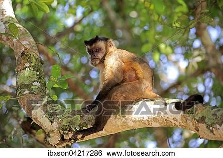 Stock Photograph - Tufted capuchin (Cebus apella), adult monkey in a tree, Pantanal, Mato Grosso, Brazil, South America. Fotosearch