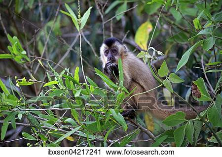 Stock Image - Tufted capuchin (Cebus apella), young monkey in a tree, eating, Pantanal, Mato Grosso, Brazil, South America. Fotosearch