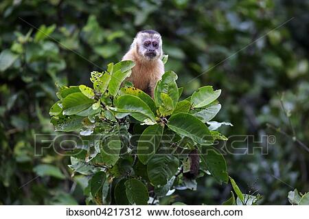 Stock Image - Tufted capuchin (Cebus apella), young monkey in a tree, Pantanal, Mato Grosso, Brazil, South America. Fotosearch