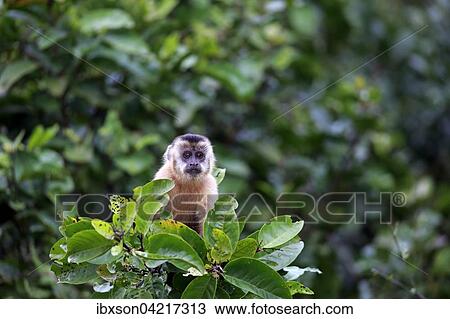Stock Image - Tufted capuchin (Cebus apella), young monkey in a tree, Pantanal, Mato Grosso, Brazil, South America. Fotosearch