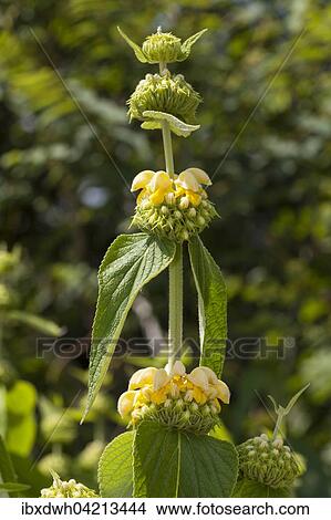 Picture - Turkish sage (Phlomis russeliana) prevalent in Anatolia, Turkey, Asia. Fotosearch