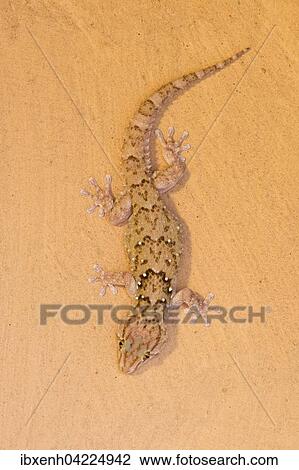 Turner gecko (Chondrodactylus turneri), Okapuka Ranch, Windhoek district, Namibia, Africa View Large Photo Image Stock Image - Turner gecko (Chondrodactylus turneri), Okapuka Ranch, Windhoek district, Namibia, Africa. Fotosearch