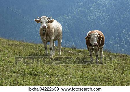 Two cows on a meadow, Jachenau, Upper Bavaria, Bavaria, Germany, Europe View Large Photo Image Stock Photo - Two cows on a meadow, Jachenau, Upper Bavaria, Bavaria, Germany, Europe. Fotosearch