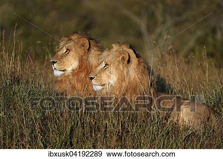 Two wet, male lions (Panthera leo) at sunrise, Maasai Mara National Reserve, Narok County, Kenya, Africa View Large Photo Image Stock Photo - Two wet, male lions (Panthera leo) at sunrise, Maasai Mara National Reserve, Narok County, Kenya, Africa. Fotosearch