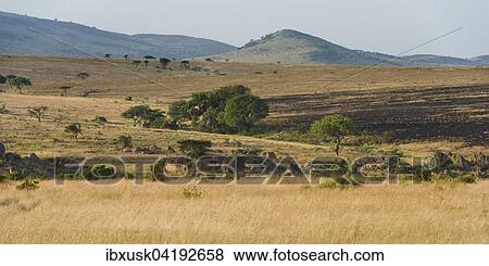 Vast landscape in the Masai Mara at the Sand River with a view of the northern savannah of the Serengeti, Llamai Wedge, Maasai Mara National Reserve, Narok County, Kenya, Africa View Large Photo Image Stock Photo - Vast landscape in the Masai Mara at the Sand River with a view of the northern savannah of the Serengeti, Llamai Wedge, Maasai Mara National Reserve, Narok County, Kenya, Africa. Fotosearch