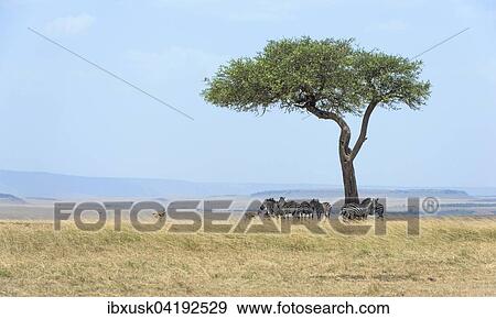 Vast landscape in the Masai Mara with zebras (Equus quagga) under an umbrella thorn acacia (Acacia tortilis), Maasai Mara National Reserve, Narok County, Kenya, Africa View Large Photo Image Stock Photo - Vast landscape in the Masai Mara with zebras (Equus quagga) under an umbrella thorn acacia (Acacia tortilis), Maasai Mara National Reserve, Narok County, Kenya, Africa. Fotosearch