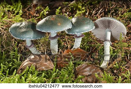 Verdigris agaric (Stropharia aeruginosa), Baden-Wurttemberg, Germany, Europe View Large Photo Image Stock Photo - Verdigris agaric (Stropharia aeruginosa), Baden-Wurttemberg, Germany, Europe. Fotosearch