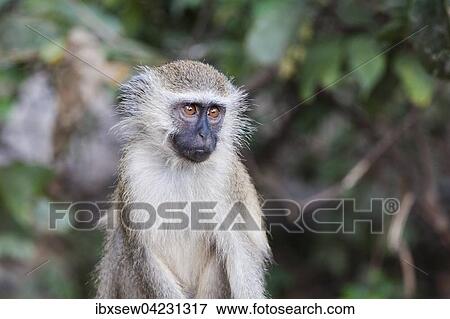 Vervet monkey (Chlorocebus pygerythrus) juvenile, Kilombero Valley, Tanzania, Africa View Large Photo Image Stock Photo - Vervet monkey (Chlorocebus pygerythrus) juvenile, Kilombero Valley, Tanzania, Africa. Fotosearch