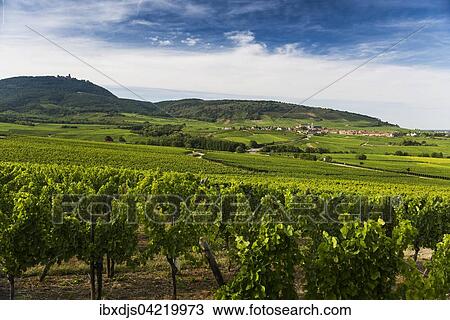 Village in the vineyards, Saint-Hippolyte and the Chateau du Haut-Koenigsbourg behind, Alsace, France, Europe View Large Photo Image Stock Image - Village in the vineyards, Saint-Hippolyte and the Chateau du Haut-Koenigsbourg behind, Alsace, France, Europe. Fotosearch