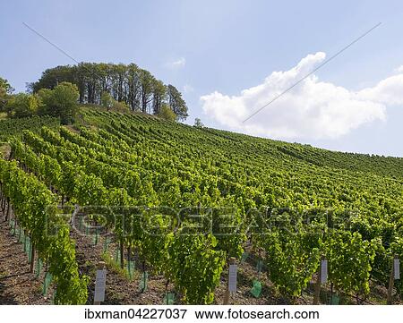 Vineyard on Schlossberg, Castell, Mainfranken, Lower Franconia, Franconia, Bavaria, Germany, Europe View Large Photo Image Stock Photo - Vineyard on Schlossberg, Castell, Mainfranken, Lower Franconia, Franconia, Bavaria, Germany, Europe. Fotosearch