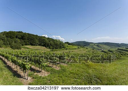 Vineyards of Kiechlinsbergen, Kaiserstuhl, Baden-Wurttemberg, Germany, Europe View Large Photo Image Stock Photo - Vineyards of Kiechlinsbergen, Kaiserstuhl, Baden-Wurttemberg, Germany, Europe. Fotosearch