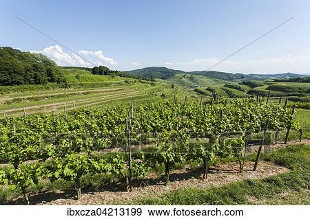 Vineyards of Kiechlinsbergen, Kaiserstuhl, Baden-Wurttemberg, Germany, Europe View Large Photo Image Stock Photo - Vineyards of Kiechlinsbergen, Kaiserstuhl, Baden-Wurttemberg, Germany, Europe. Fotosearch