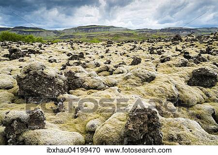 Stock Image - Volcanic field overgrown with moss in Bifrost, Vesturland, Iceland, Europe. Fotosearch