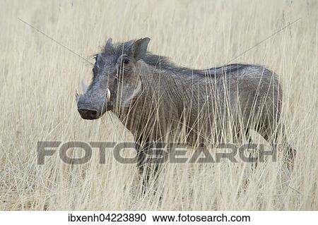 Warthog (Phacochoerus africanus), in the tall dry grass, Okapuka Ranch, Windhoek district, Namibia, Africa View Large Photo Image Stock Image - Warthog (Phacochoerus africanus), in the tall dry grass, Okapuka Ranch, Windhoek district, Namibia, Africa. Fotosearch