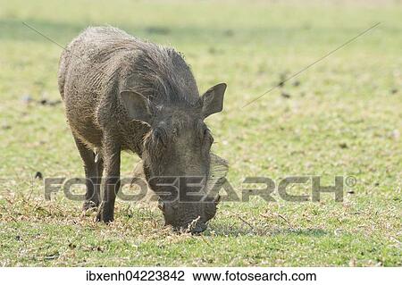 Warthog (Phacochoerus africanus), feeding, Okapuka Ranch, Windhoek district, Namibia, Africa View Large Photo Image Stock Image - Warthog (Phacochoerus africanus), feeding, Okapuka Ranch, Windhoek district, Namibia, Africa. Fotosearch