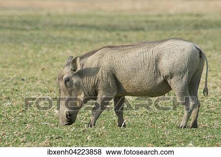 Warthog (Phacochoerus africanus), feeding, Okapuka Ranch, Windhoek district, Namibia, Africa View Large Photo Image Stock Photo - Warthog (Phacochoerus africanus), feeding, Okapuka Ranch, Windhoek district, Namibia, Africa. Fotosearch
