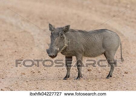 Warthog (Phacochoerus africanus) standing on a path, South Luangwa National Park, Zambia, Africa View Large Photo Image Stock Photo - Warthog (Phacochoerus africanus) standing on a path, South Luangwa National Park, Zambia, Africa. Fotosearch
