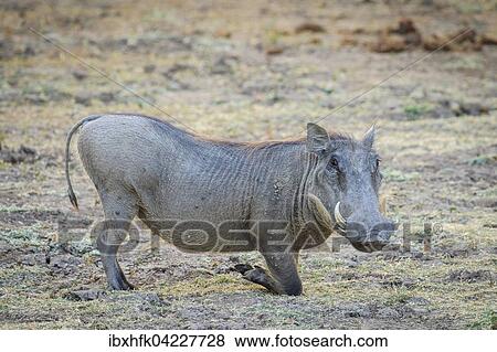 Stock Photo - Warthog (Phacochoerus africanus), feeding, South Luangwa National Park, Zambia, Africa. Fotosearch