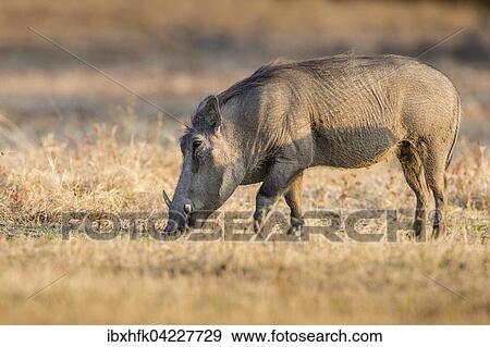 Warthog (Phacochoerus africanus), feeding, South Luangwa National Park, Zambia, Africa View Large Photo Image Stock Photo - Warthog (Phacochoerus africanus), feeding, South Luangwa National Park, Zambia, Africa. Fotosearch