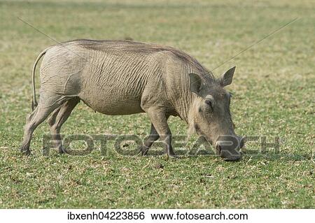 Warthog (Phacochoerus africanus), feeding, Okapuka Ranch, Windhoek district, Namibia, Africa View Large Photo Image Stock Photograph - Warthog (Phacochoerus africanus), feeding, Okapuka Ranch, Windhoek district, Namibia, Africa. Fotosearch