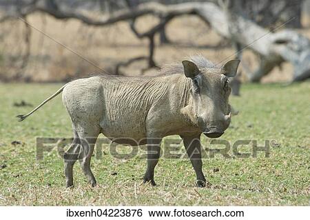Warthog (Phacochoerus africanus), Okapuka Ranch, Windhoek district, Namibia, Africa View Large Photo Image Stock Photograph - Warthog (Phacochoerus africanus), Okapuka Ranch, Windhoek district, Namibia, Africa. Fotosearch