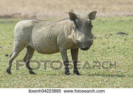Warthog (Phacochoerus africanus), Okapuka Ranch, Windhoek district, Namibia, Africa View Large Photo Image Stock Photography - Warthog (Phacochoerus africanus), Okapuka Ranch, Windhoek district, Namibia, Africa. Fotosearch