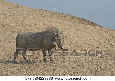 Warthog (Phacochoerus africanus), with mane sticking up, Okapuka Ranch, Windhoek district, Namibia, Africa View Large Photo Image Stock Photograph - Warthog (Phacochoerus africanus), with mane sticking up, Okapuka Ranch, Windhoek district, Namibia, Africa. Fotosearch
