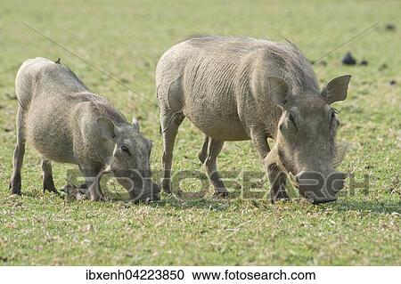 Warthogs (Phacochoerus africanus), feeding, Okapuka Ranch, Windhoek district, Namibia, Africa View Large Photo Image Stock Image - Warthogs (Phacochoerus africanus), feeding, Okapuka Ranch, Windhoek district, Namibia, Africa. Fotosearch