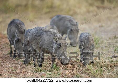 Warthogs (Phacochoerus africanus), group in the grassland, South Luangwa National Park, Zambia, Africa View Large Photo Image Stock Image - Warthogs (Phacochoerus africanus), group in the grassland, South Luangwa National Park, Zambia, Africa. Fotosearch
