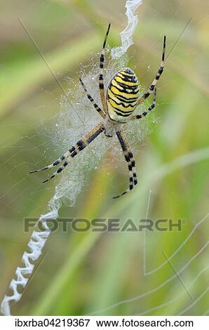 Wasp spider (Argiope bruennichi), female sitting in web, North Rhine-Westphalia, Germany, Europe View Large Photo Image Stock Photo - Wasp spider (Argiope bruennichi), female sitting in web, North Rhine-Westphalia, Germany, Europe. Fotosearch